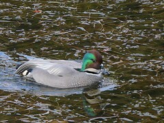 桜田堀のヨシガモ