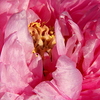 冬牡丹　花魁