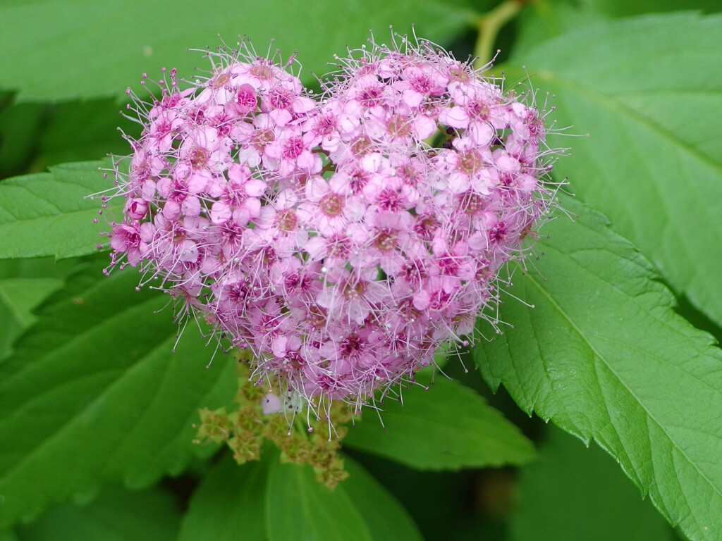 整然とした愛