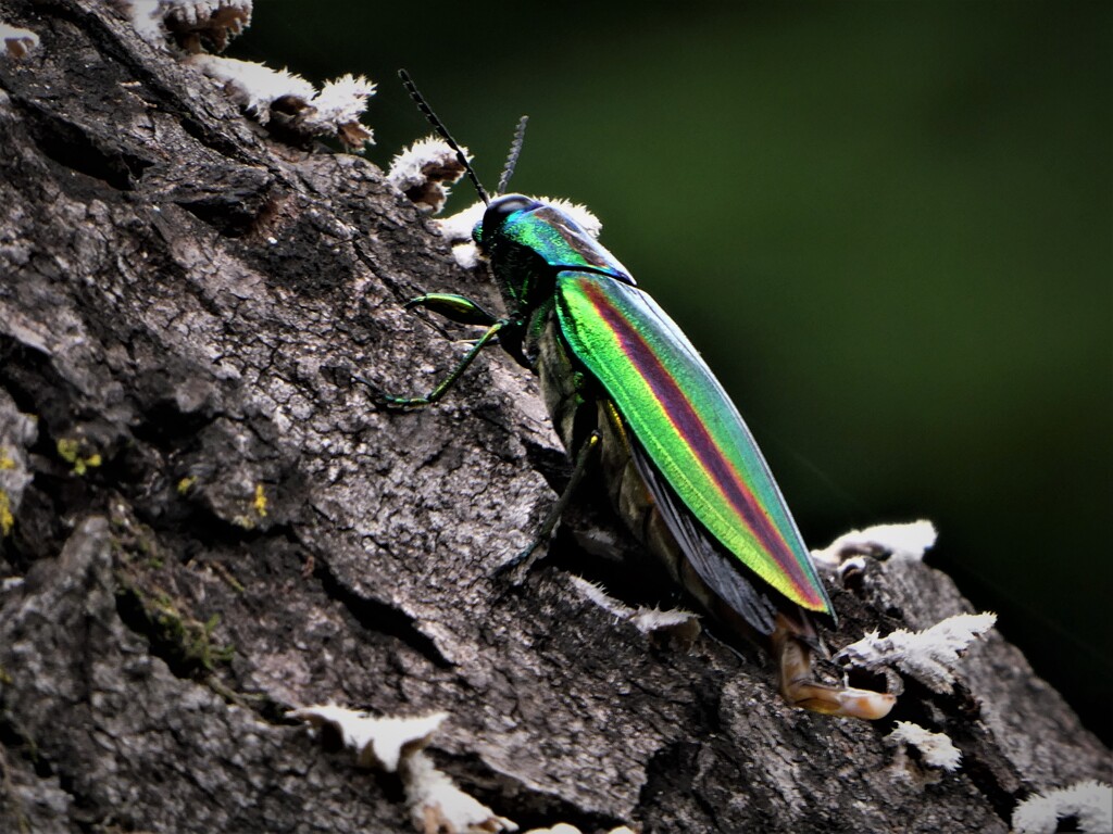 Jewel beetle