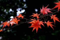 モミジの紅葉