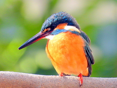 水生物園のカワセミ♀