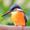水生物園のカワセミ♀