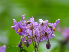 ジャガイモの花