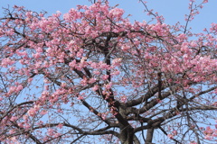 代々木公園の河津桜