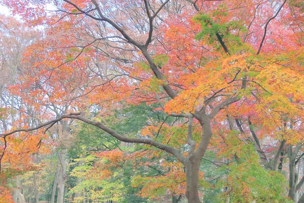 代々木公園の紅葉