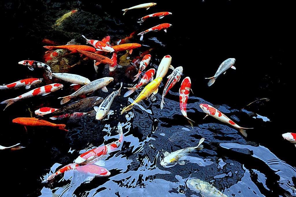 金太郎池の鯉