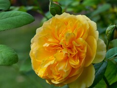 殿堂入りのバラ 殿堂入りのバラ