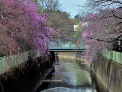 枝垂れ桜の競演