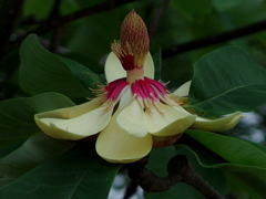 朴の木の花