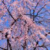 新宿御苑の枝垂れ桜