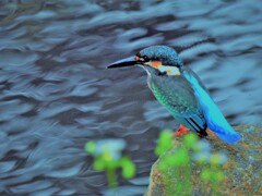 野川のカワセミ