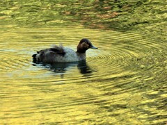 ホシハジロ♀