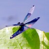 蝶蜻蛉