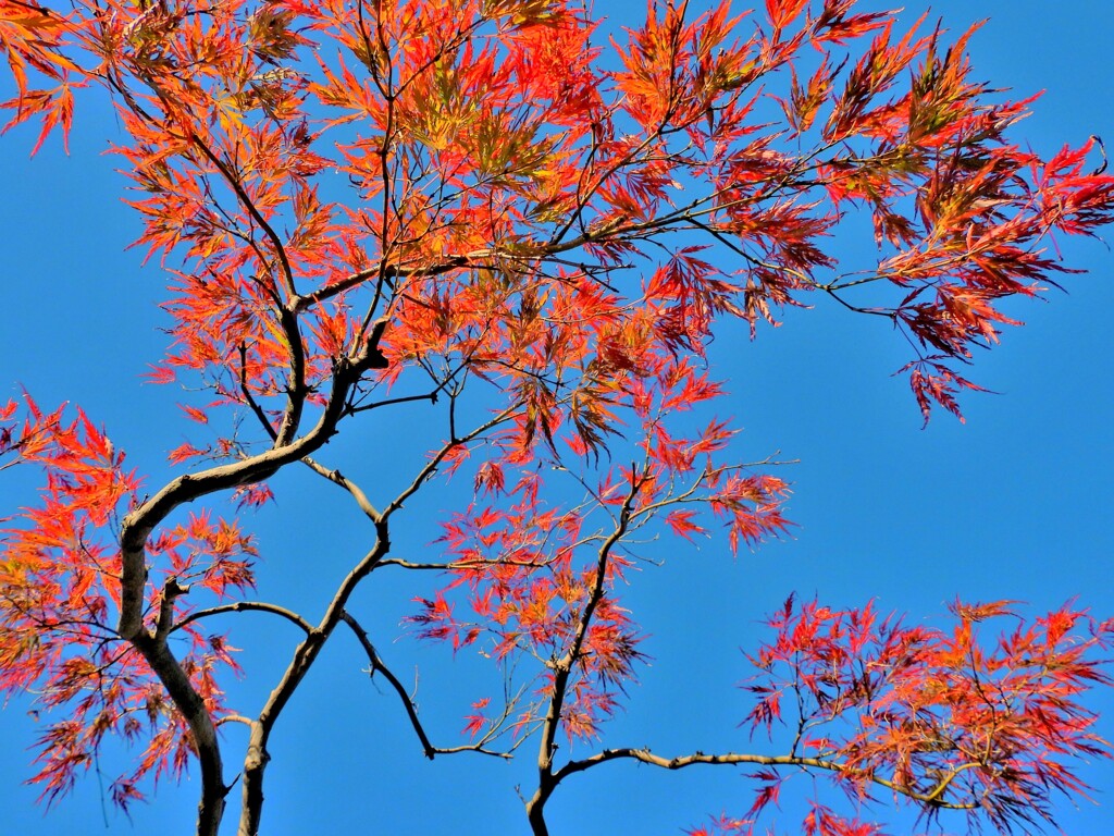 モミジの紅葉