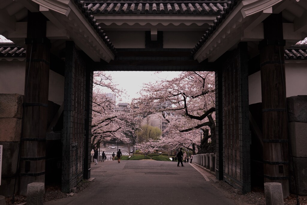 田安門の桜