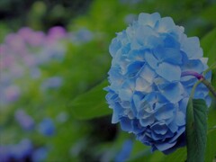 郷土の森の紫陽花