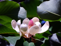 泰山木の花