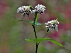 深大寺蕎麦の花