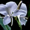 花縮砂