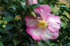 肥後山茶花