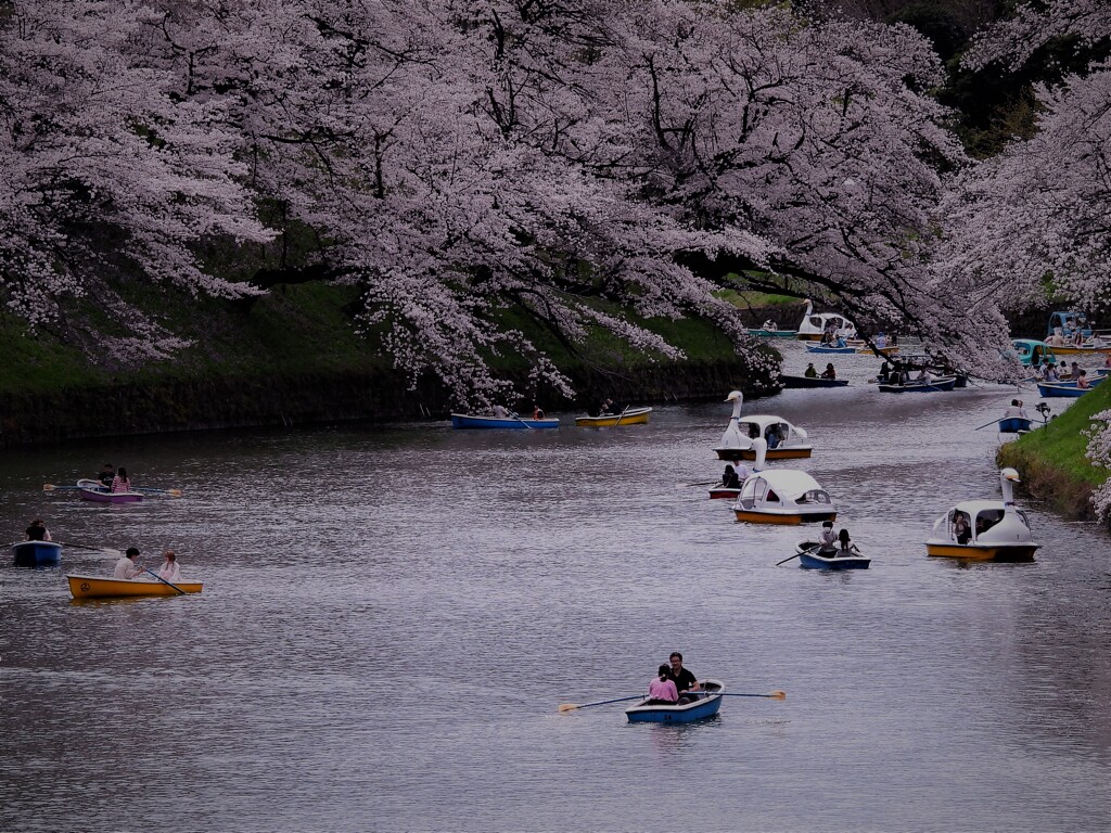 千鳥ヶ淵にて