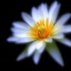 Water lily