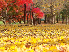 武蔵野公園の紅葉.
