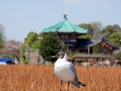 夏色