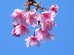 河津桜