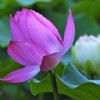 青菱紅蓮