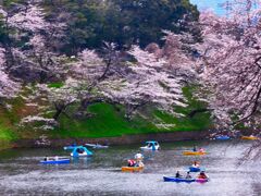 千鳥ヶ淵の桜