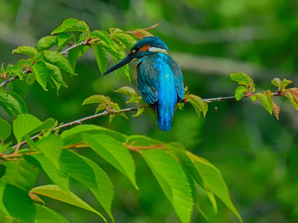 下池のカワセミ♂