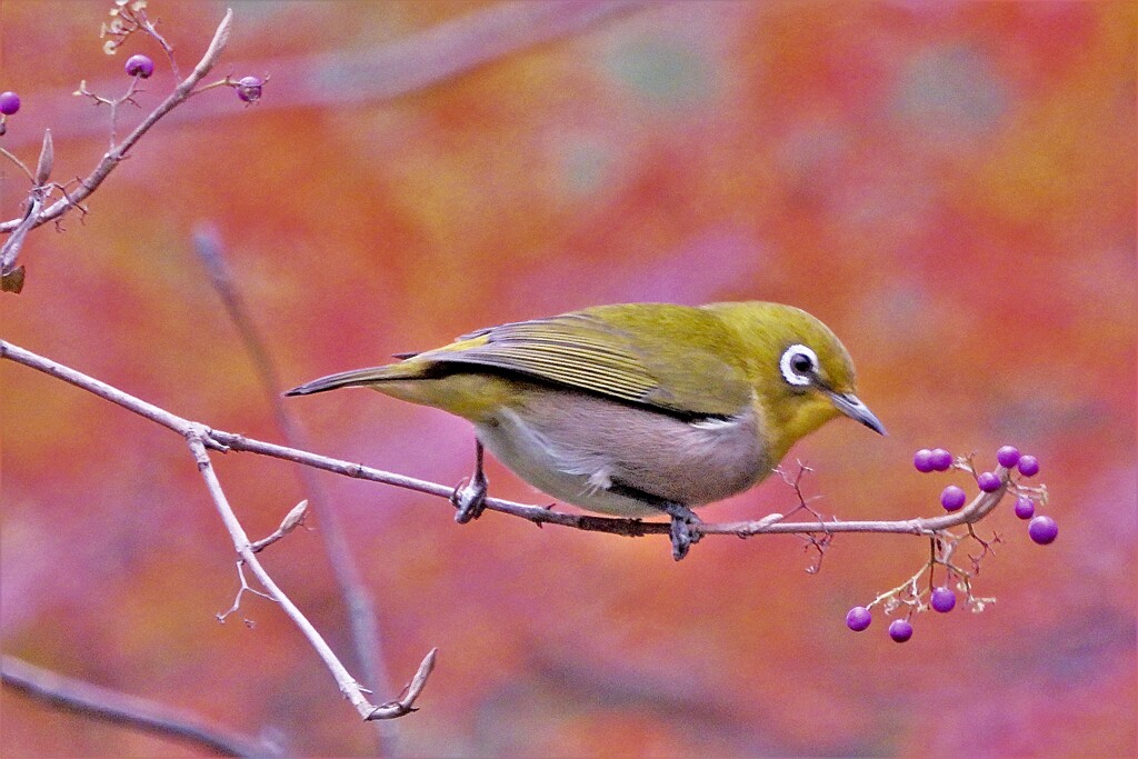 食事中のメジロさん