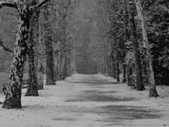 雪のプラタナス並木