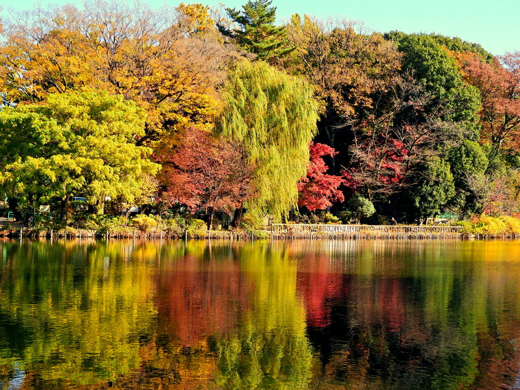 善福寺公園上池の風景