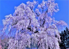 水中の大枝垂れ桜