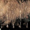 長岡の大花火
