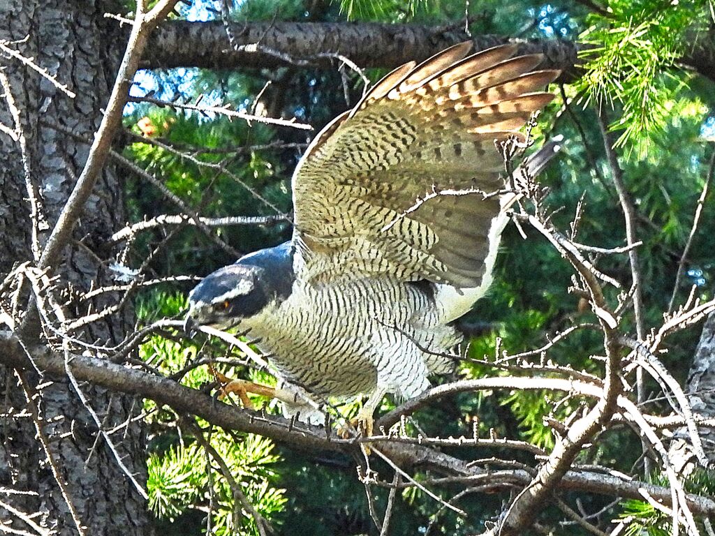 大鷹飛び出し