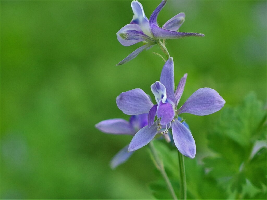 芹葉飛燕草