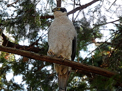 井の頭公園の大鷹