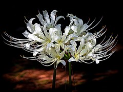 白花曼珠沙華
