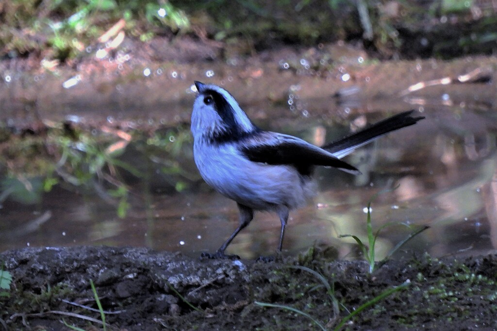 エナガ