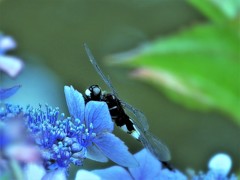 紫陽花とコシアキトンボ