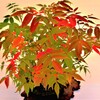 櫨の紅葉
