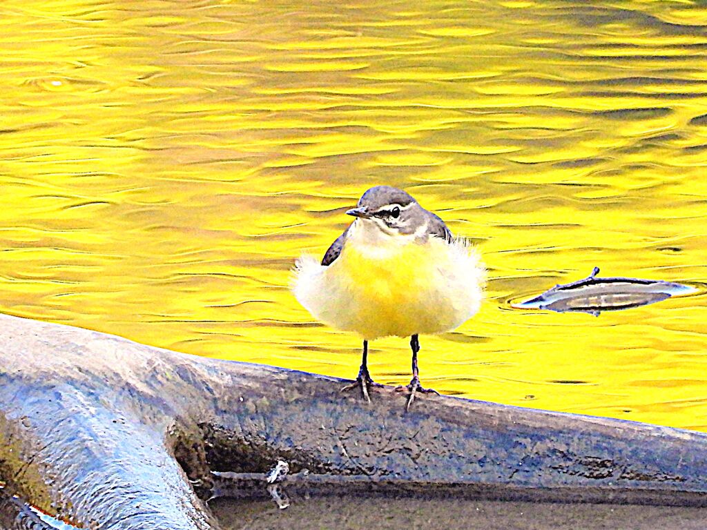 もふもふキセキレイ