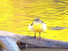 もふもふキセキレイ