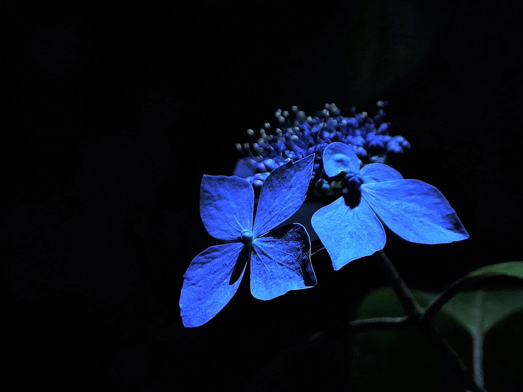 黒姫紫陽花