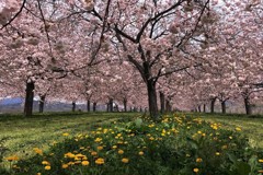 千曲川桜堤の春景色
