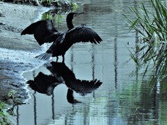 善福寺川のカワウ